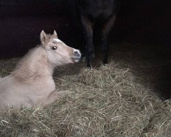 dressage horse Sweet Honeybee (German Riding Pony, 2017, from Danny Gold)