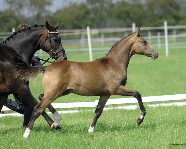 Dressurpferd Hilkens Girgio (Deutsches Reitpony, 2011, von FS Golden Highlight)