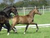 Dressurpferd Hilkens Girgio (Deutsches Reitpony, 2011, von FS Golden Highlight)