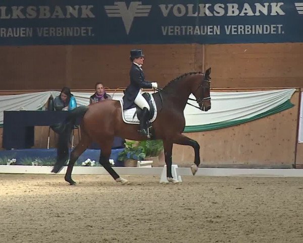 FEI Reitturnier Wiener Neustadt (AUT) 2019