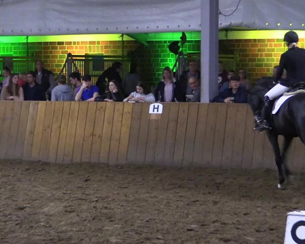 Dohrener Pferdetage 2019