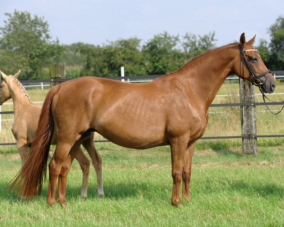 broodmare Cresentina (Oldenburg, 1996, from Davignon II)