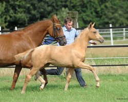 broodmare Hilkens Mona Lisa (Westphalian, 2011, from Magic Memphis)