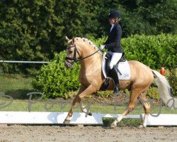 stallion Don Diego (German Riding Pony, 2011, from Don Dolino)