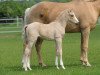 broodmare Hilkens Holla die Waldfee (Westphalian, 2014, from Dreidimensional AT NRW)