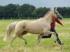 broodmare Holly Golightly (German Riding Pony, 2007, from Cyriac WE)