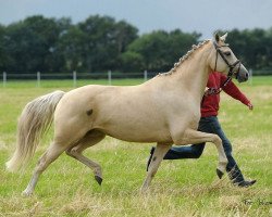 Zuchtstute Holly Golightly (Deutsches Reitpony, 2007, von Cyriac WE)