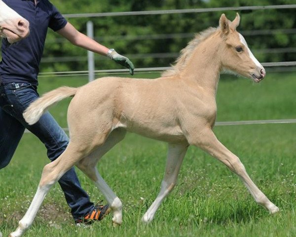 Dressurpferd Secret Love 21 (Westfale, 2014, von Dreidimensional AT NRW)