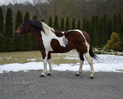 Pferd Gracija (Litauer Warmblut, 2008)