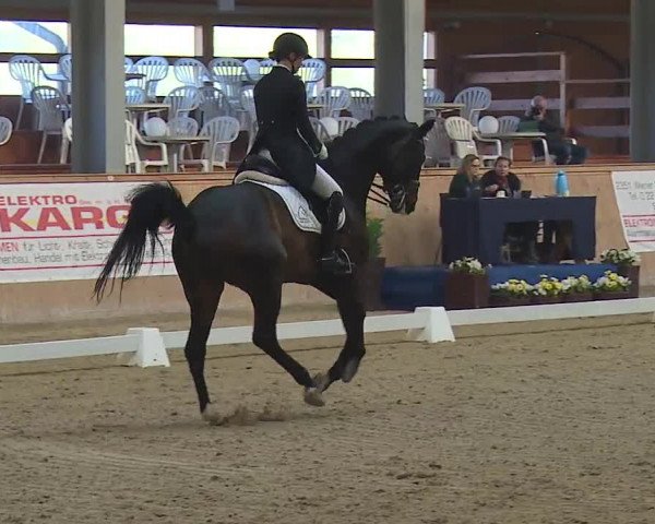 FEI Reitturnier Wiener Neustadt (AUT) 2019