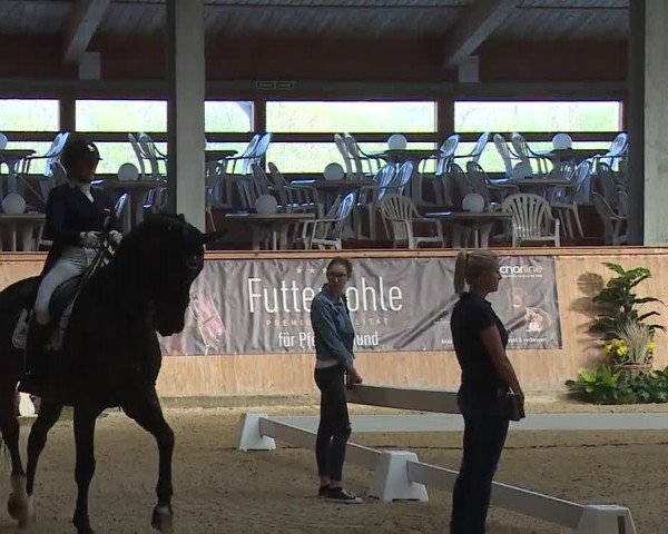 FEI Reitturnier Wiener Neustadt (AUT) 2019