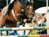 broodmare E-La Jolie (Holsteiner, 1990, from Ligorett)