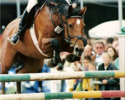 horse E-La Jolie (Holsteiner, 1990, from Ligorett)