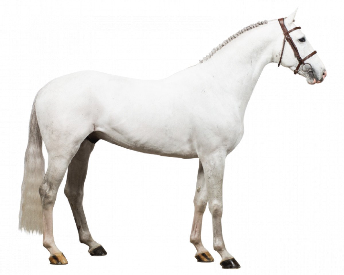 jumper Faldo (KWPN (Royal Dutch Sporthorse), 2010, from Alicante)