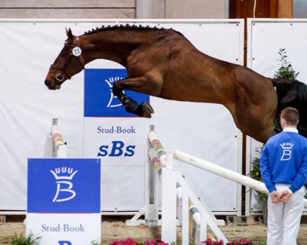 stallion Emir de Vy (Belgium Sporthorse, 2010, from Calvaro Z)