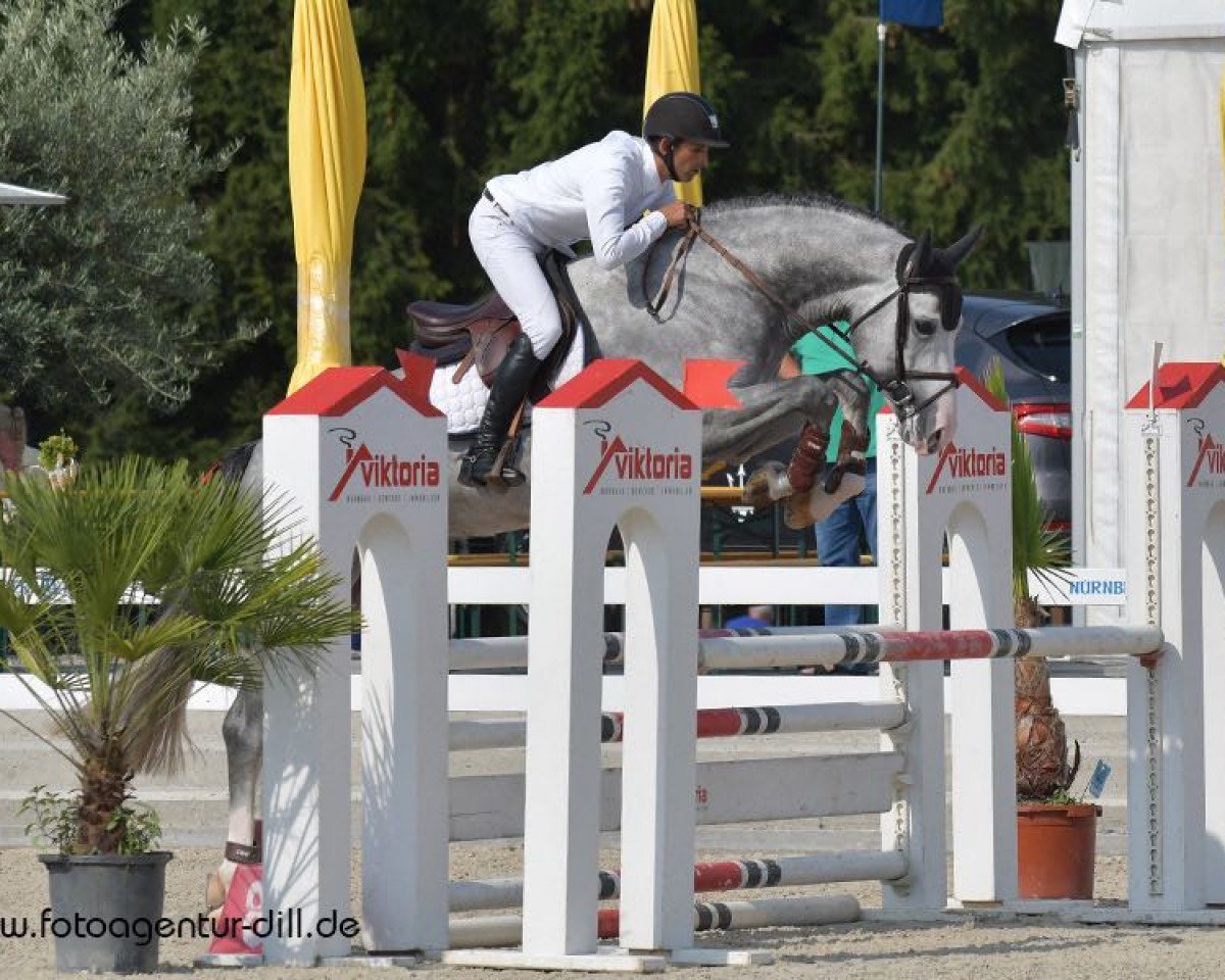 stallion Cordolensky (Austrian Warmblood, 2012, from Corlensky G)
