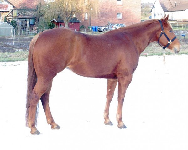 Pferd Hints Freddyryka (Quarter Horse, 2010)