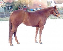 horse Hints Freddyryka (Quarter Horse, 2010)