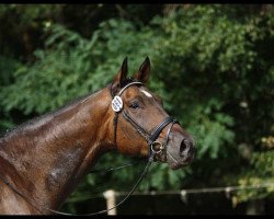 dressage horse Colorado 231 (German Sport Horse, 2005, from Samba Hit I)