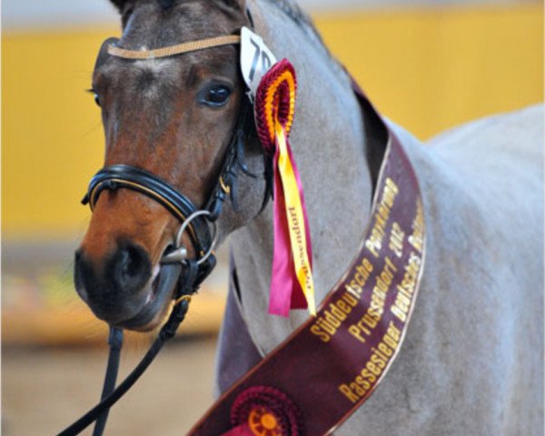 dressage horse FH Notre Amour (German Riding Pony, 2009, from Notre Bon)