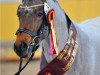 dressage horse FH Notre Amour (German Riding Pony, 2009, from Notre Bon)