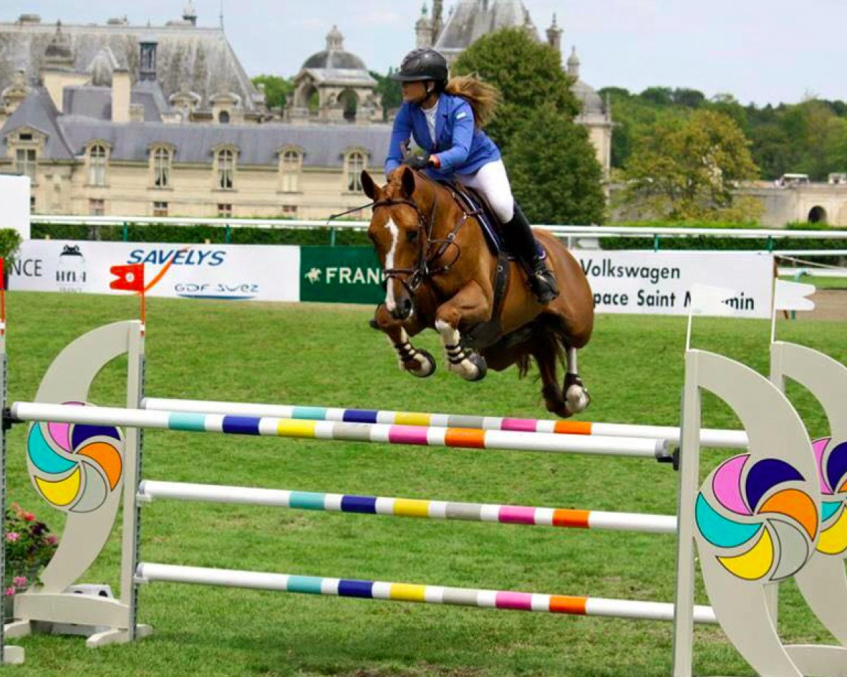 stallion Taxi Driver (Selle Français, 2007, from Quidam de Revel)