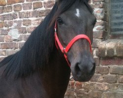 broodmare FH Allgitana (German Riding Pony, 2007, from Allbrighton)