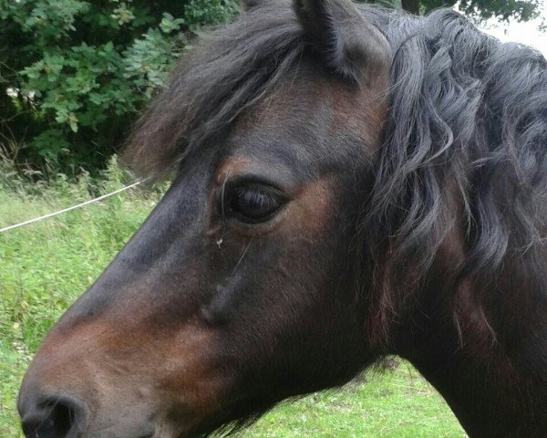 horse Boy van Lochuizen (Dartmoor Pony, 1999, from Vampire)