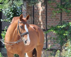 dressage horse Wombel 22 (Hanoverian, 1999, from Wanderkönig)