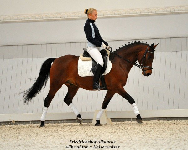 dressage horse FH Alkantus (German Riding Pony, 2007, from Allbrighton)