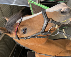 dressage horse Oberon K (unbekannt, 2009)