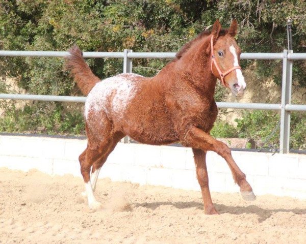 Pferd CHAYENNE (Appaloosa, 2014)