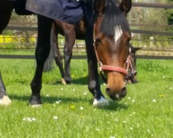 jumper Highlight 171 (German Riding Pony, 2011, from Halifax)