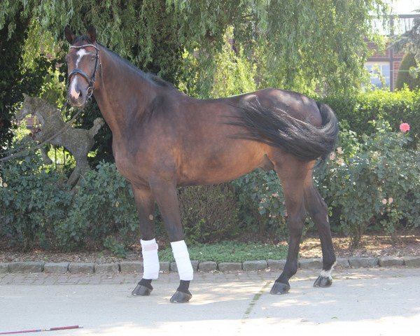 dressage horse Adriano 228 (Rhinelander, 2005, from Abanos)
