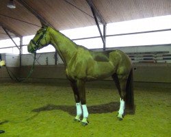 dressage horse K.C. Dance with me (Rhinelander, 2013, from De Niro)