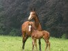 broodmare Qui Vive Z (Zangersheide riding horse, 1995, from Quito de Baussy)