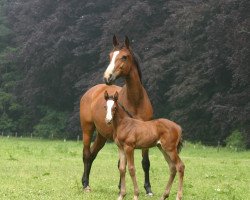 broodmare Qui Vive Z (Zangersheide riding horse, 1995, from Quito de Baussy)