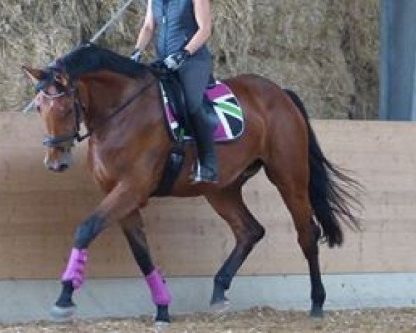 broodmare Why Chiara (Bavarian, 2008, from Abke 4)