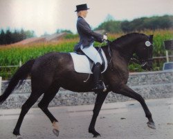 broodmare Dizzy Miss Lizzy (Oldenburg, 2003, from Wind Dancer)