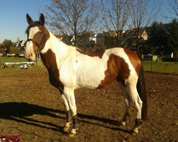 broodmare Curly Sue178 (Pinto with riding horses pedigree, 2008)