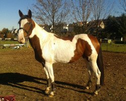 Zuchtstute Curly Sue178 (Pinto mit Reitpferdepedigree, 2008)