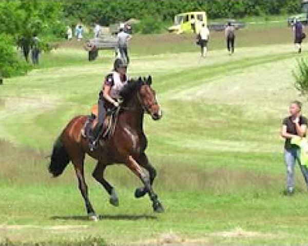 jumper Charizma I (Holsteiner, 2002, from Charisma)