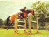 broodmare Qualisca (Westphalian, 1991, from Quidam de Revel)