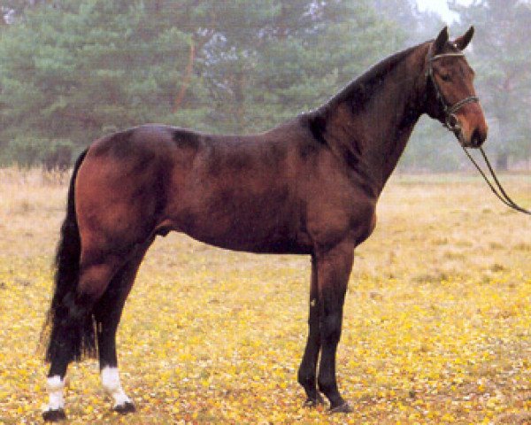 stallion Doyen 3 (Hanoverian, 2000, from Don Juan)