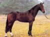 stallion Doyen 3 (Hanoverian, 2000, from Don Juan)