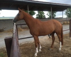 broodmare Figrid van Hopstein (KWPN (Royal Dutch Sporthorse), 2010, from Michael)