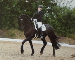 dressage horse Tetse P (Friese, 2006, from Bente 412)