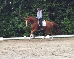 dressage horse Dobby's white socks (Oldenburg, 2012, from Destano)