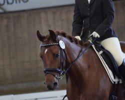 dressage horse Viel Vergnügen (Westphalian, 2011, from Vitalis)