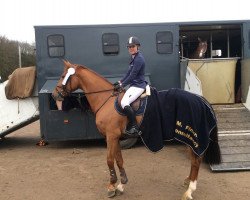 jumper Gerdien Utopia (KWPN (Royal Dutch Sporthorse), 2011, from VDL Sheraton)